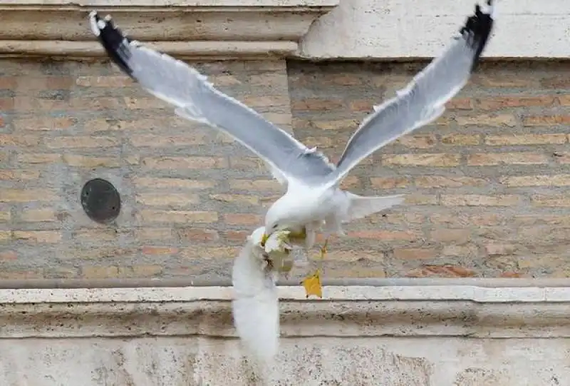 IL PAPA LIBERA DUE COLOMBE E UNA VIENE MANGIATA DA UN GABBIANO 