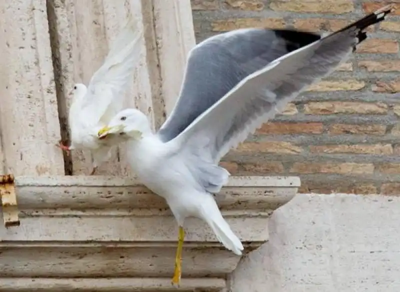 IL PAPA LIBERA DUE COLOMBE E UNA VIENE MANGIATA DA UN GABBIANO 