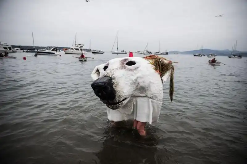 annuale nuotata Orso Polare a Vancouver 