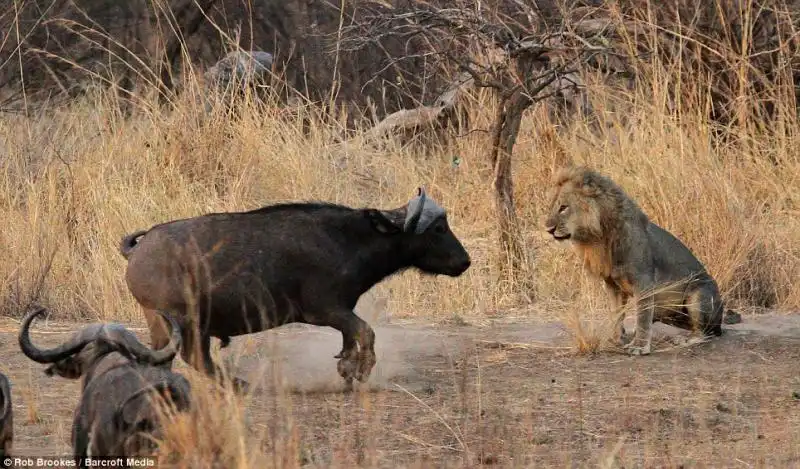 Il bufalo carica senza timore 