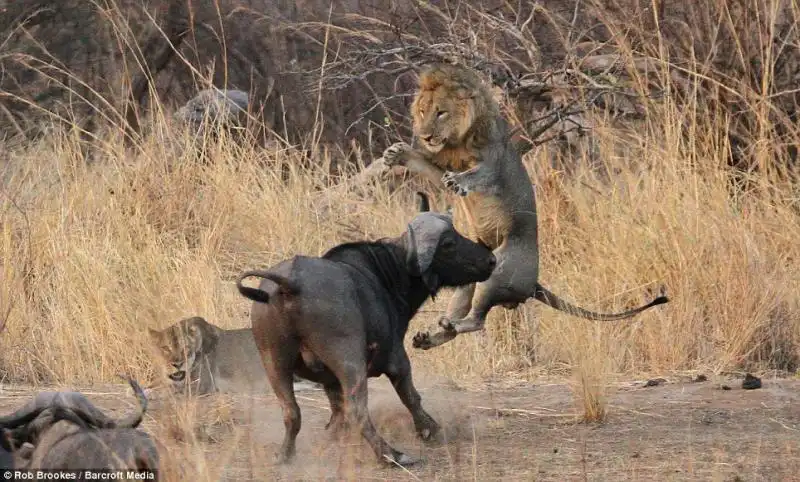 L episodio avvenuto al South Luangwa National Park Zambia 