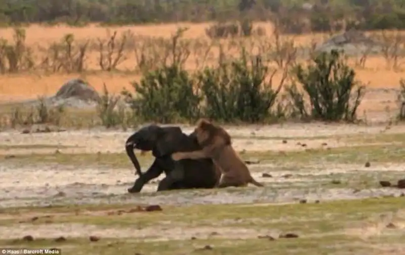 Le foto scattate al Hwange National Park 