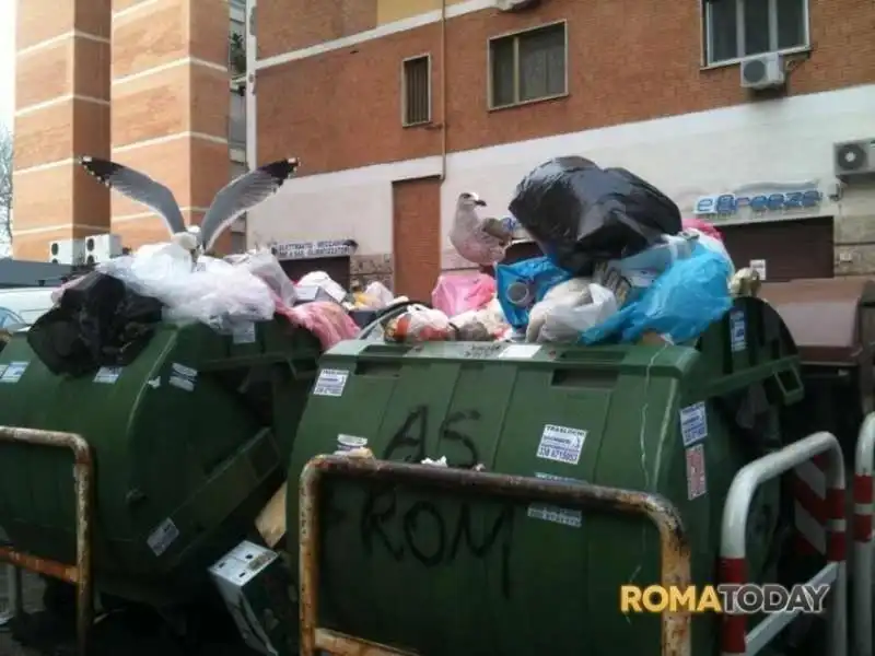 GABBIANI PASTEGGIANO NEI CASSONETTI DI ROMA 