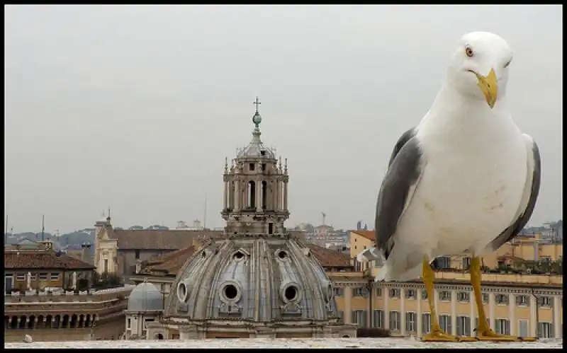 GABBIANO A ROMA 