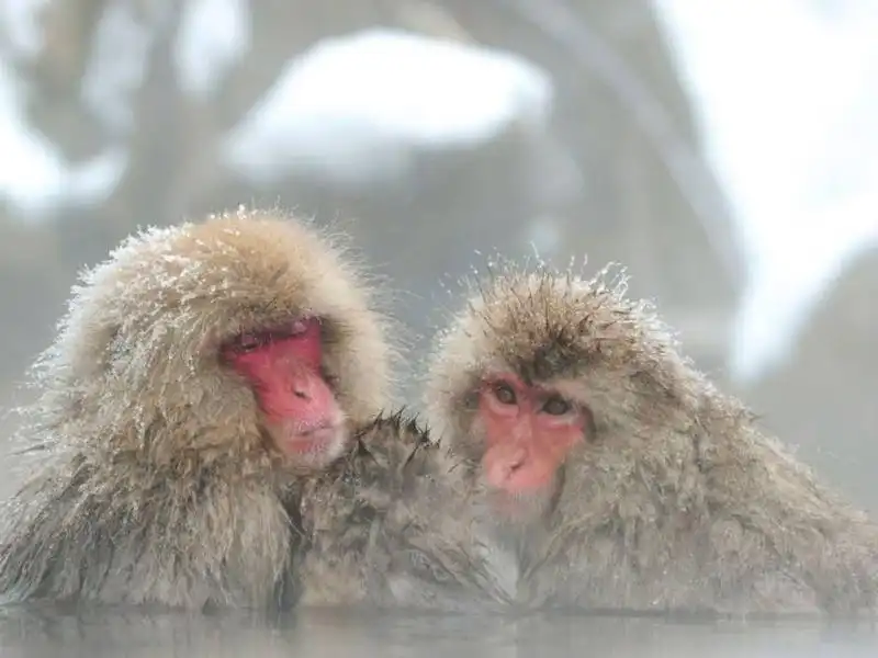 macachi alle terme di Yamanouchi 