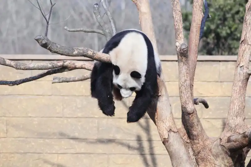 Il panda Li Li gioca allo zoo di Hangzhou 