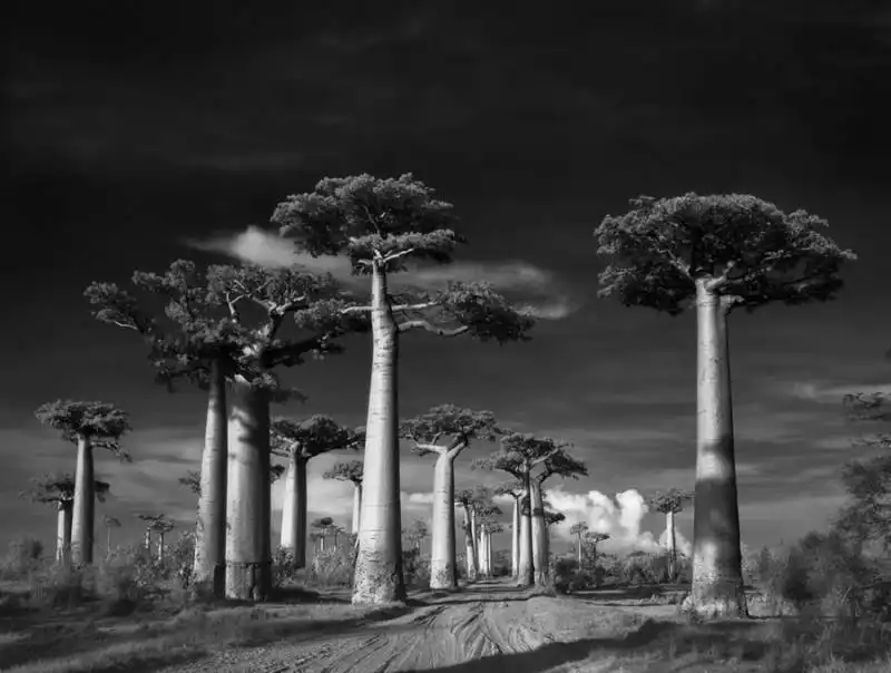 alberi antichi avenue of the baobabs