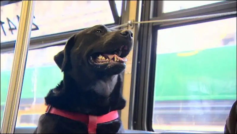 eclipse la labrador che va sull autobus da sola 4