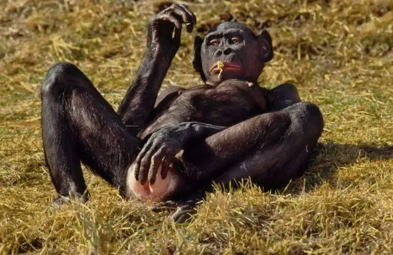 bonobo in love