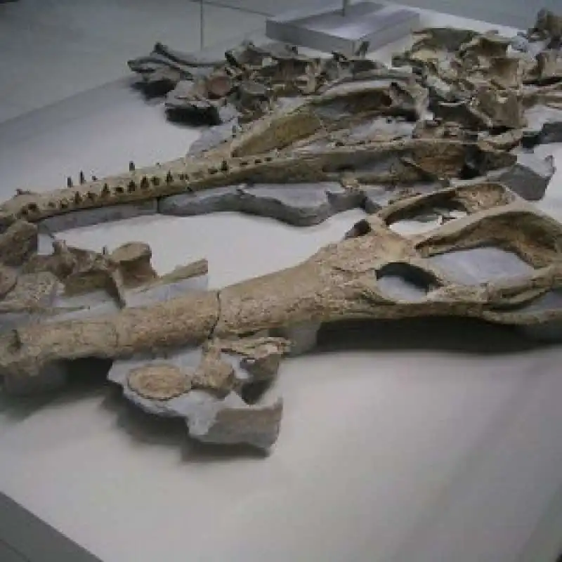 Machimosaurus Rex