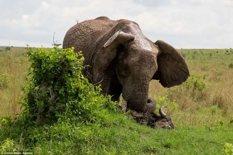 mamma elefante ammazza un bufalo in kenya  3