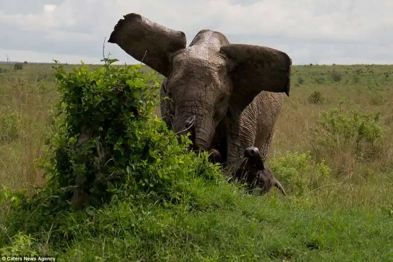 mamma elefante ammazza un bufalo in kenya  4