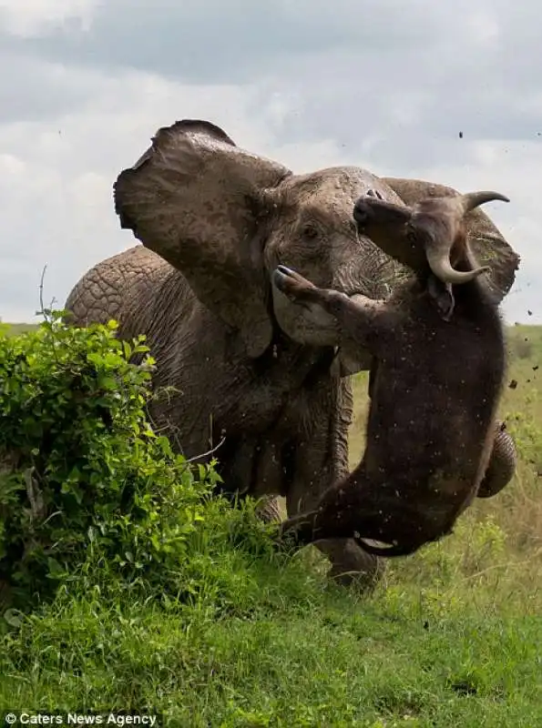 mamma elefante ammazza un bufalo in kenya  6