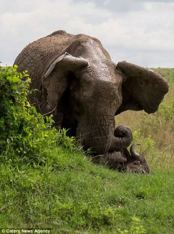 mamma elefante ammazza un bufalo in kenya  7