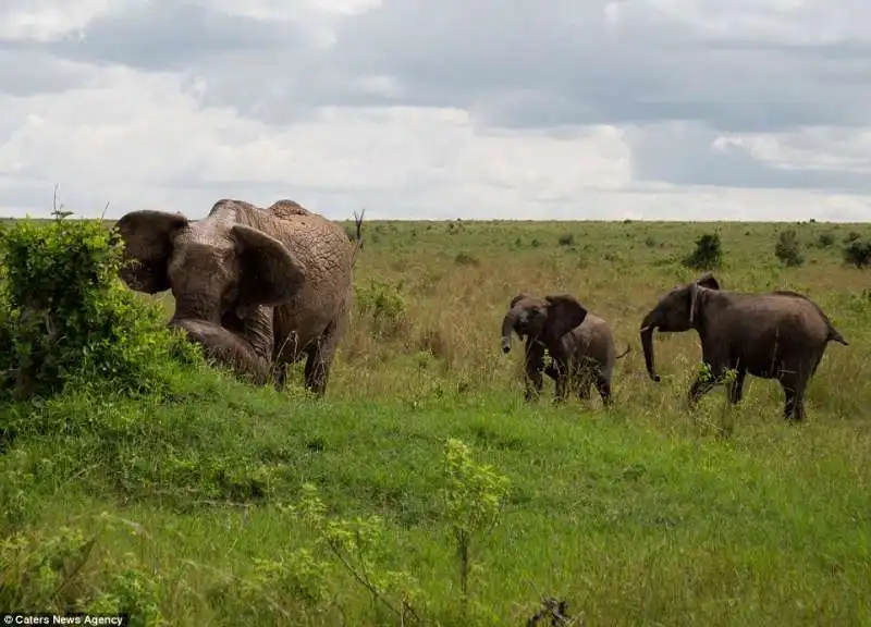 mamma elefante ammazza un bufalo in kenya  8