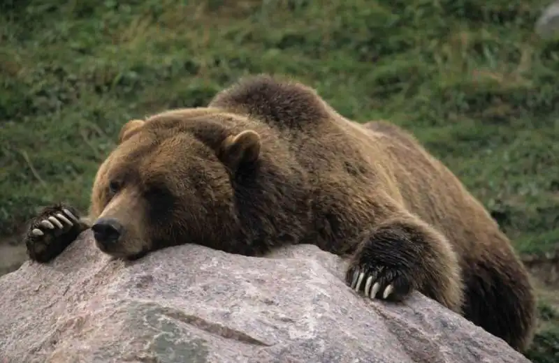 orso