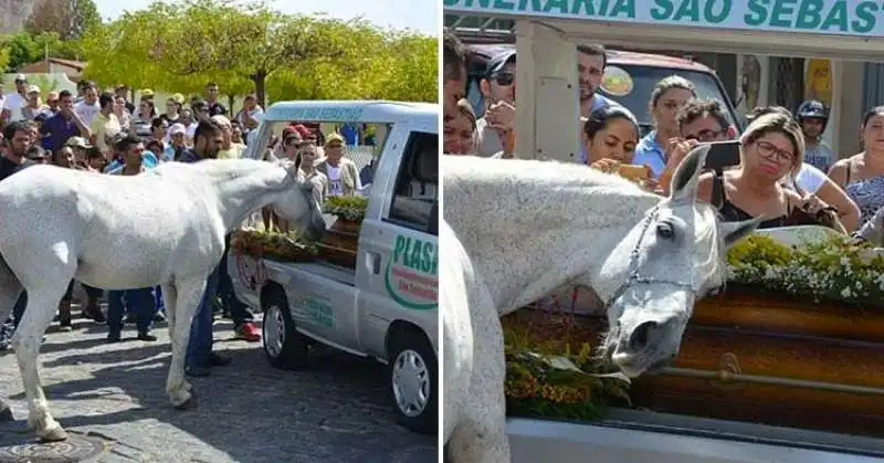 CAVALLO SERENO PIANGE AL FUNERALE DEL PADRONE