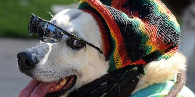 dog marley