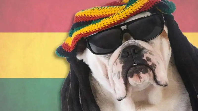 i cani apprezzano il reggae e il soft rock