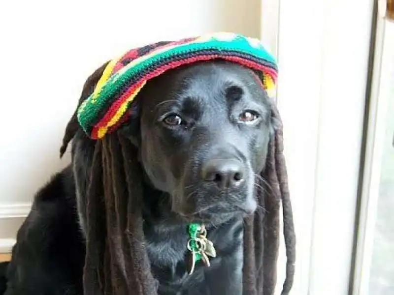 i cani si calmano con il reggae