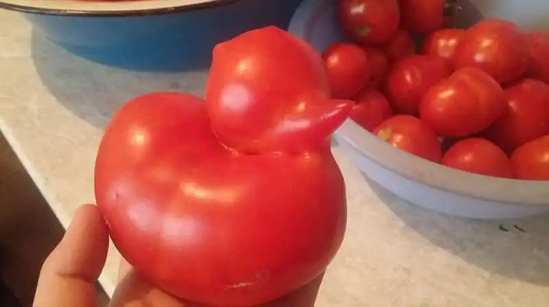 il pomodoro anatroccolo