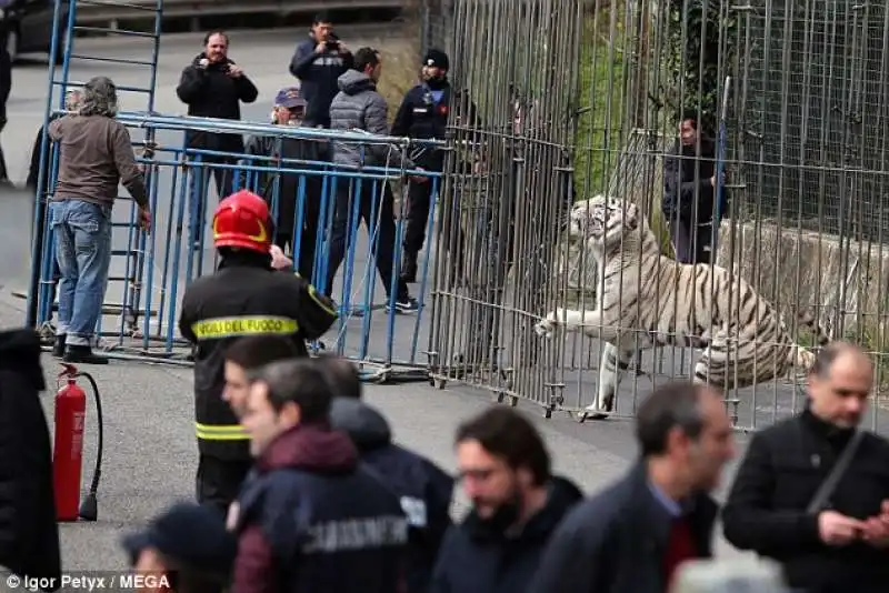 TIGRE MONREALE 8