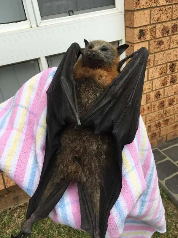 AUSTRALIA - STRAGE DI PIPISTRELLI A CAUSA DEL CALDO ECCESSIVO