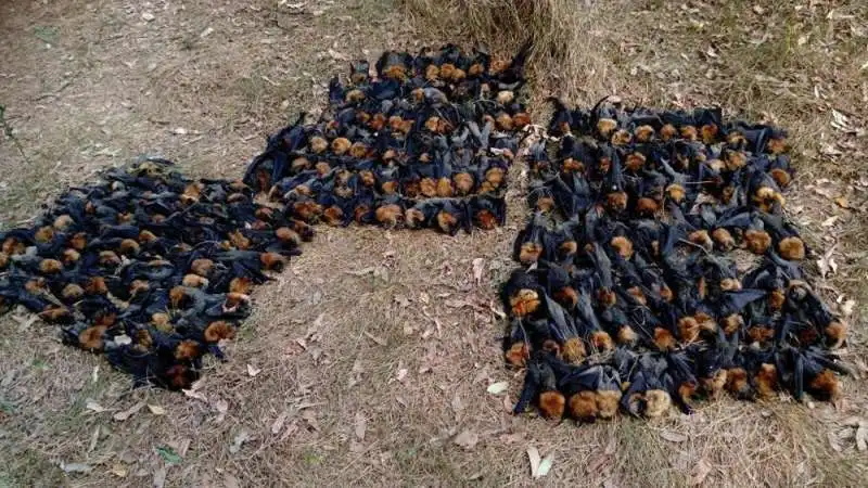 AUSTRALIA - STRAGE DI PIPISTRELLI A CAUSA DEL CALDO ECCESSIVO