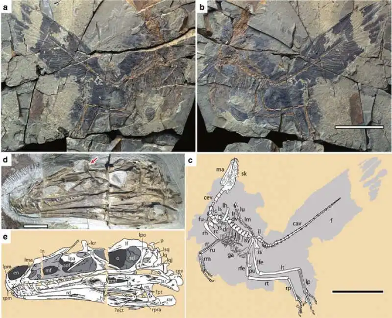 caihong dinosauro arcobaleno