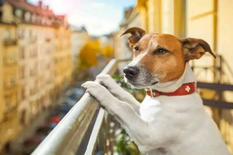 cane al balcone