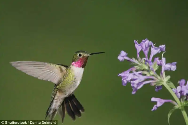 colibri