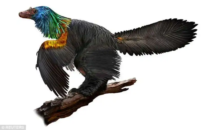 il caihong dinosauro arcobaleno