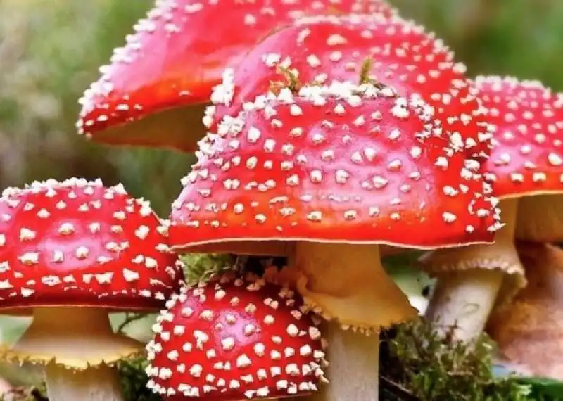 amanita muscaria