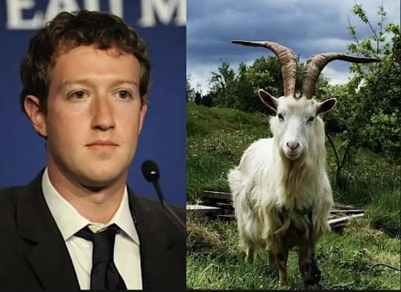 mark zuckerberg e la capra 3