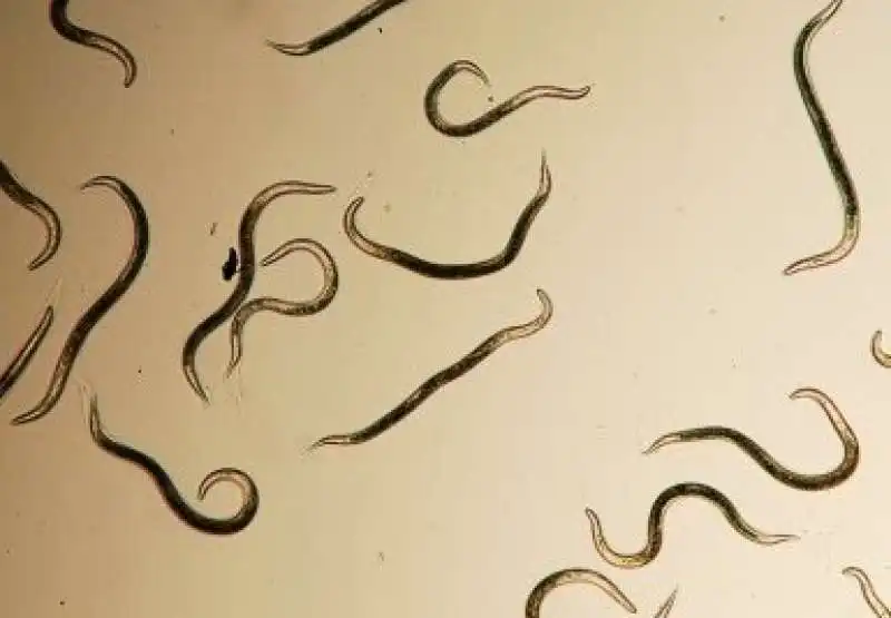 nematodi 3