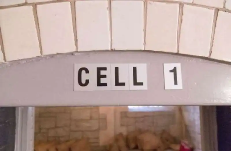 the cells 3