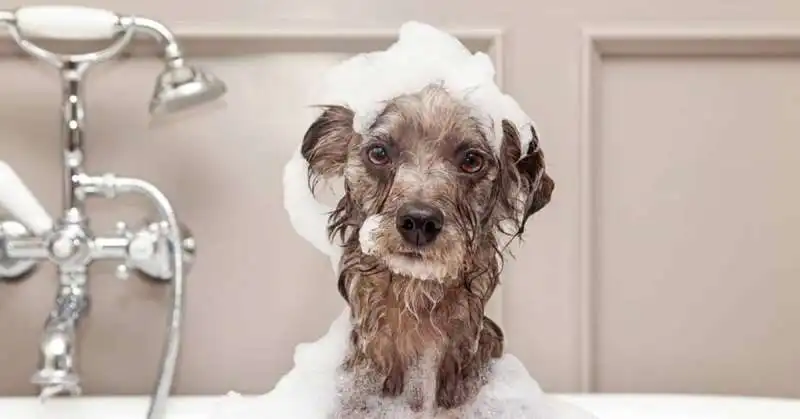 bagno al cane