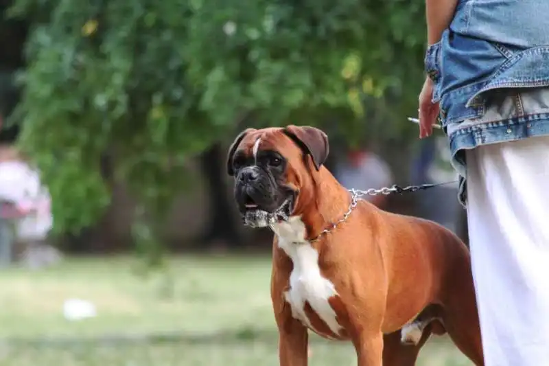 cane e sigaretta 2