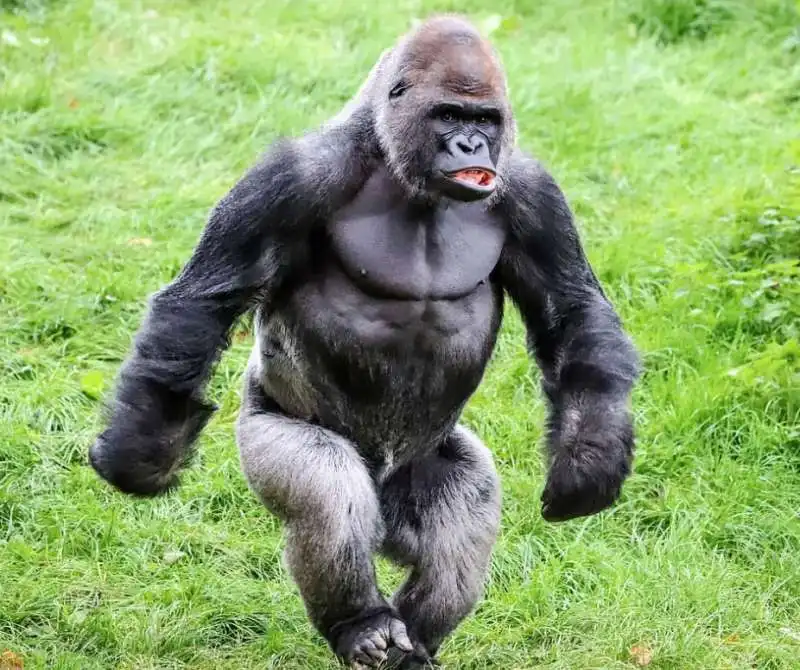 gorilla camminano come umani 3