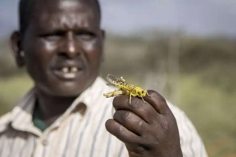 invasione di locuste in kenya 22