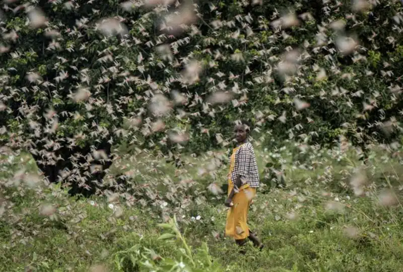 invasione di locuste in kenya 23