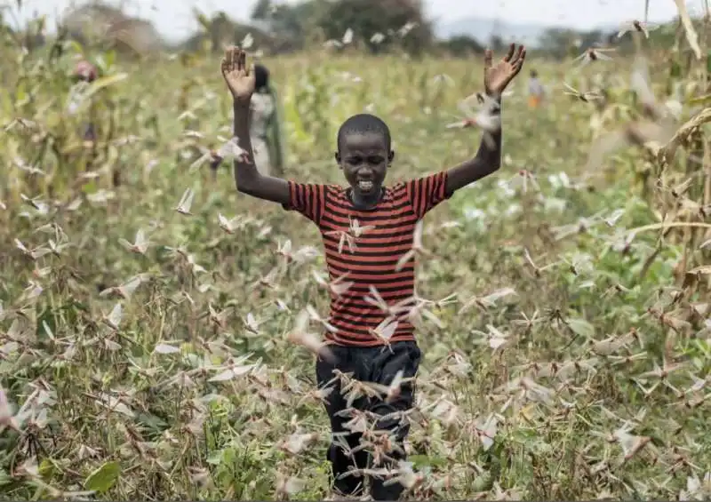 invasione di locuste in kenya 26