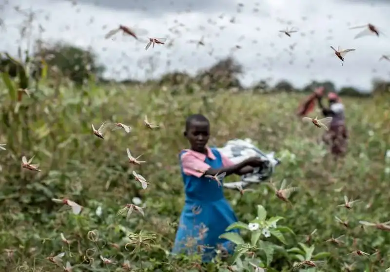 invasione di locuste in kenya 5