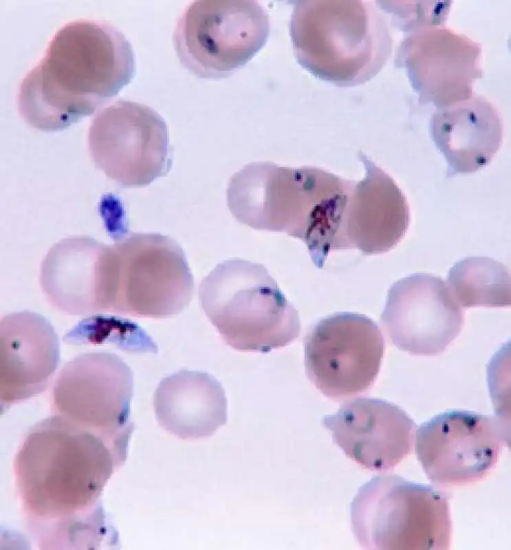 malaria 2