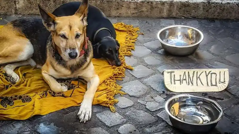 mendicanti e cani