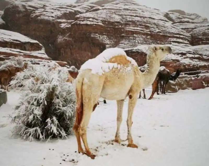 neve in arabia saudita 4