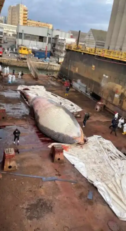 autopsia balena morta a sorrento 3