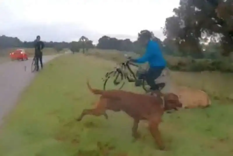 cane sbrana cervo parco di londra 4