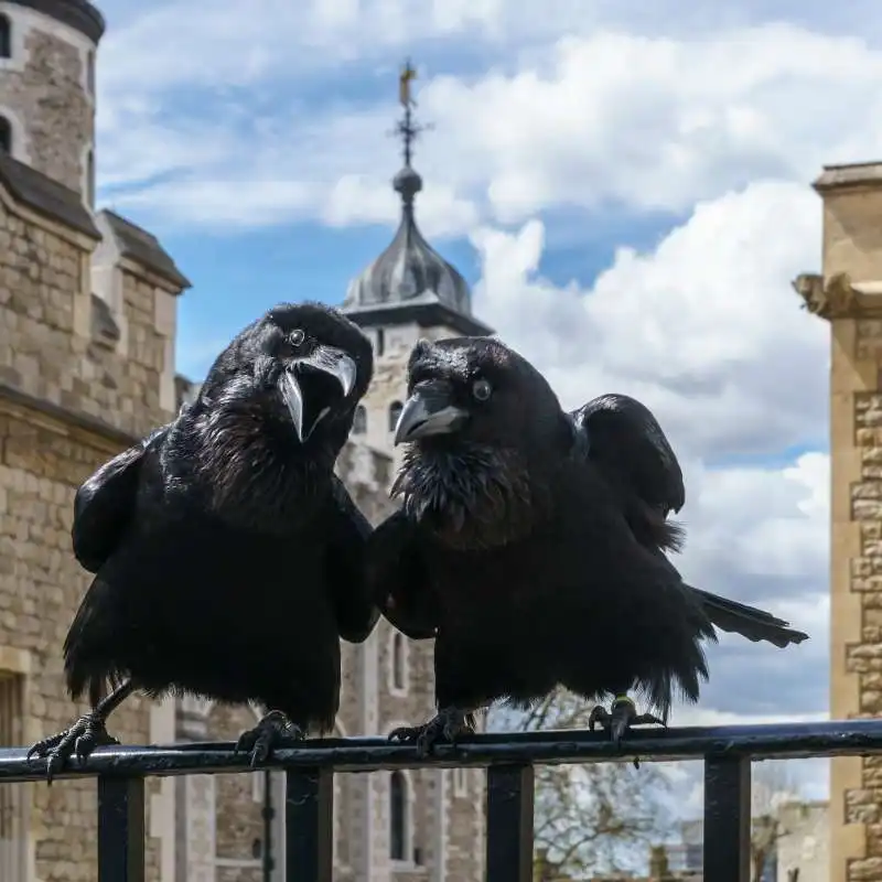 corvi alla torre di londra 8