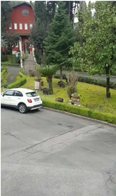 cinghiali avvistati al pronto soccorso